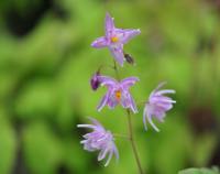 Good pink starry flowers and attractive bronzed foliage